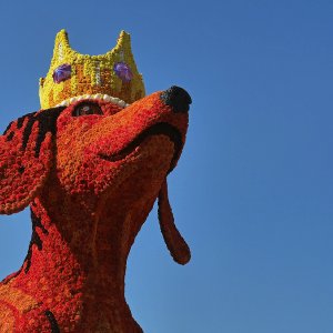 Hunde-König...... Ursula Kuklinski